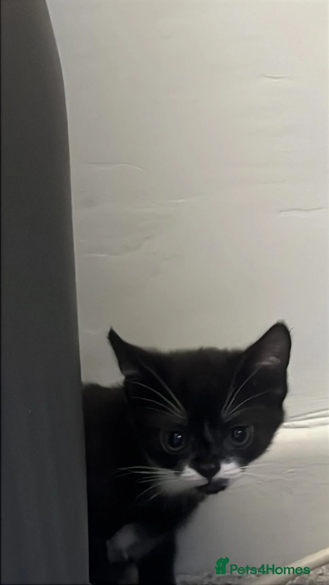 British Shorthair cats for sale: Kittens in Chorley - Advert 2