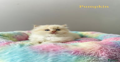 Ragdoll cats - Advert 6