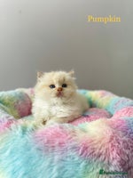 Ragdoll cats - Advert 6