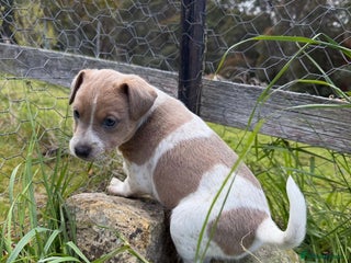 Jack Russell dogs 1 male and 1 female black Jack Russell - Advert 2