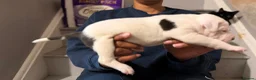 Staffordshire Bull Terrier dogs for sale: Beautiful long legged Staff Litter - Advert 9