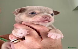 Chihuahua dogs for sale: Beautiful Chihuahua Babies - Image 3