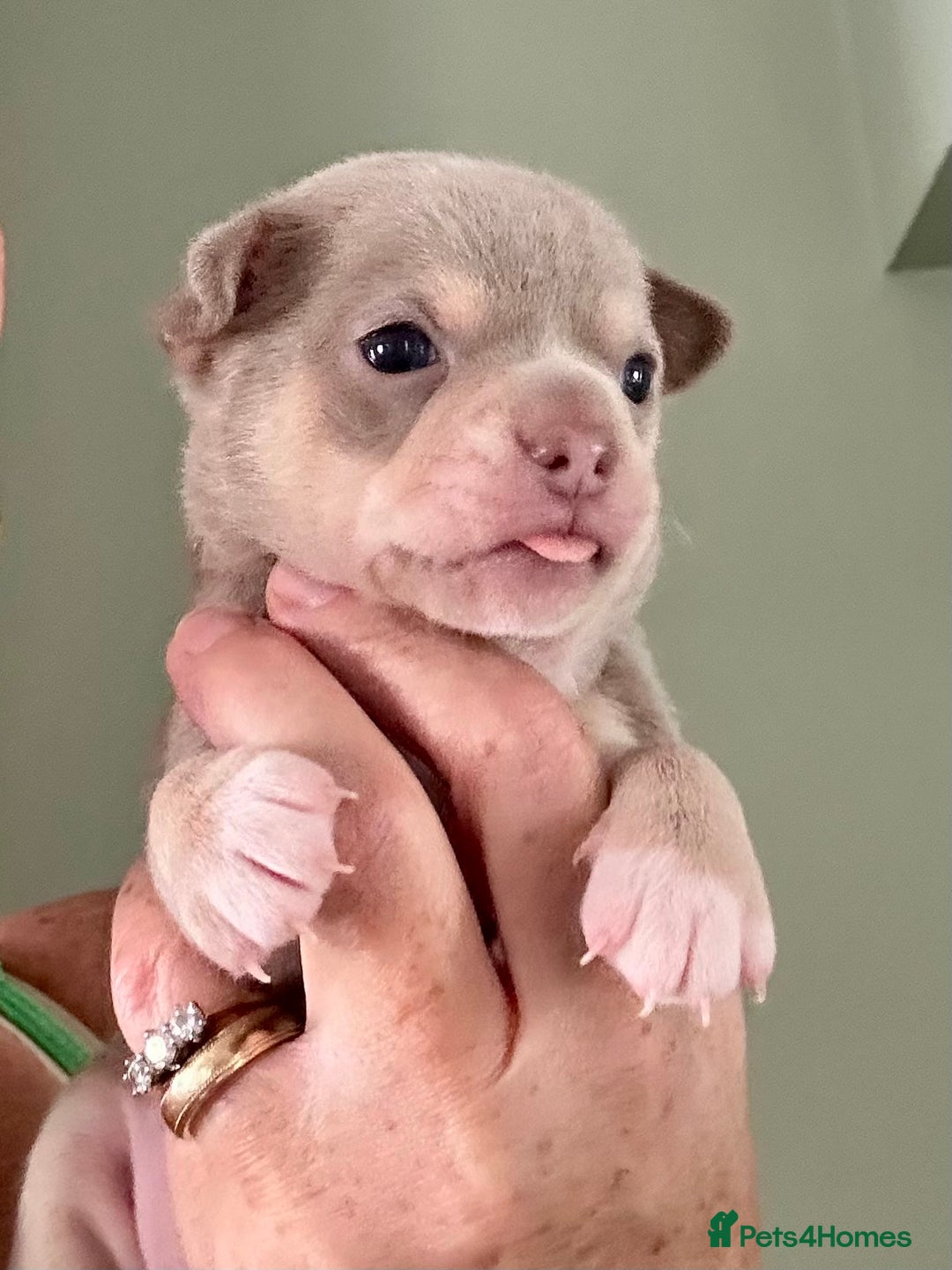 Chihuahua dogs for sale: Beautiful Chihuahua Babies - Image 3