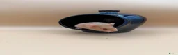 Hamster rodents for sale: Adorable PEDIGREE Syrian baby’s - Advert 5