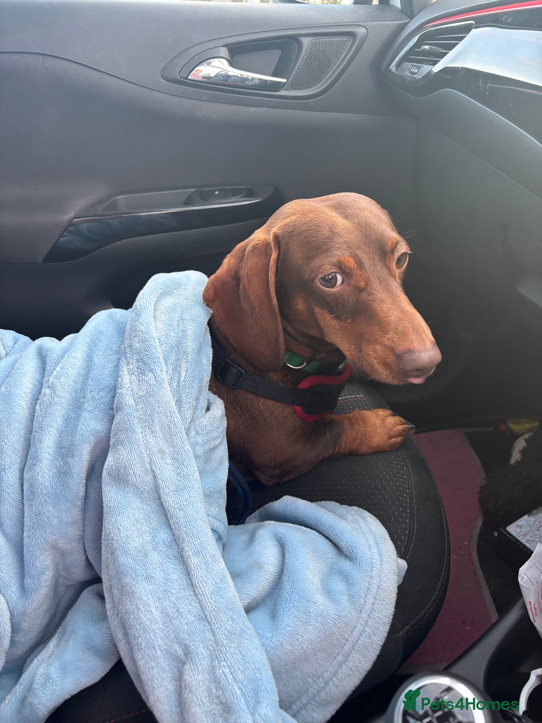 Dachshund dogs for sale: Louie  - Image 2