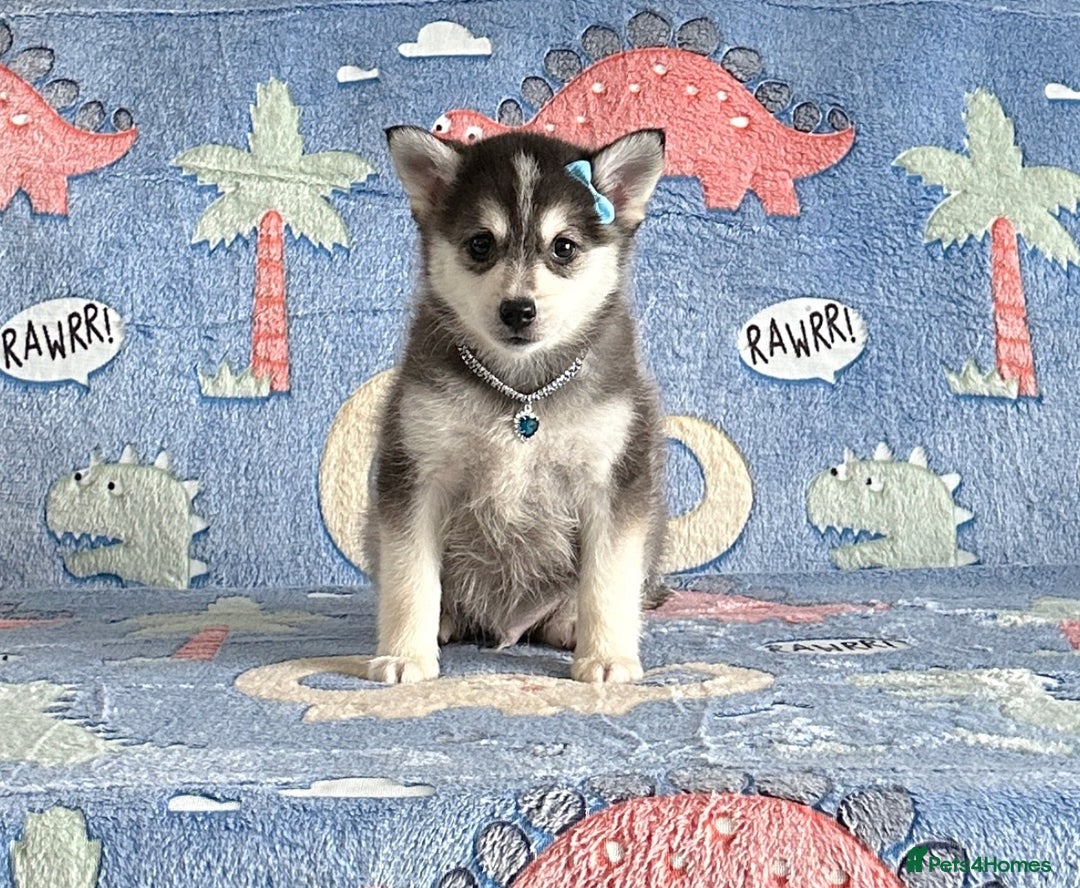 Pomsky dogs for sale: Stunning perfect husky markings f3 Pomsky puppies - Advert 1