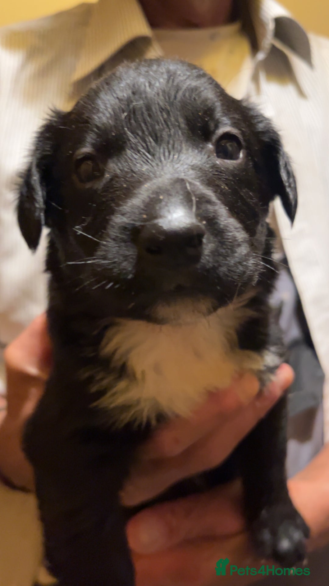 Mixed Breed dogs for sale: 8 puppies available rottweiler x border collie - Image 5