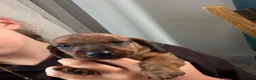 Miniature Dachshund dogs for sale: 🏆KC Registered Miniature Dachshund Puppies 🐾  - Advert 14