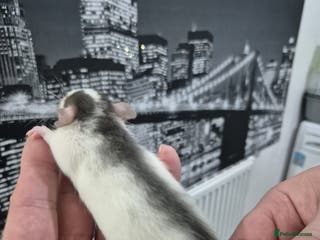 Rat rodents 4 baby fancy rats - Advert 16