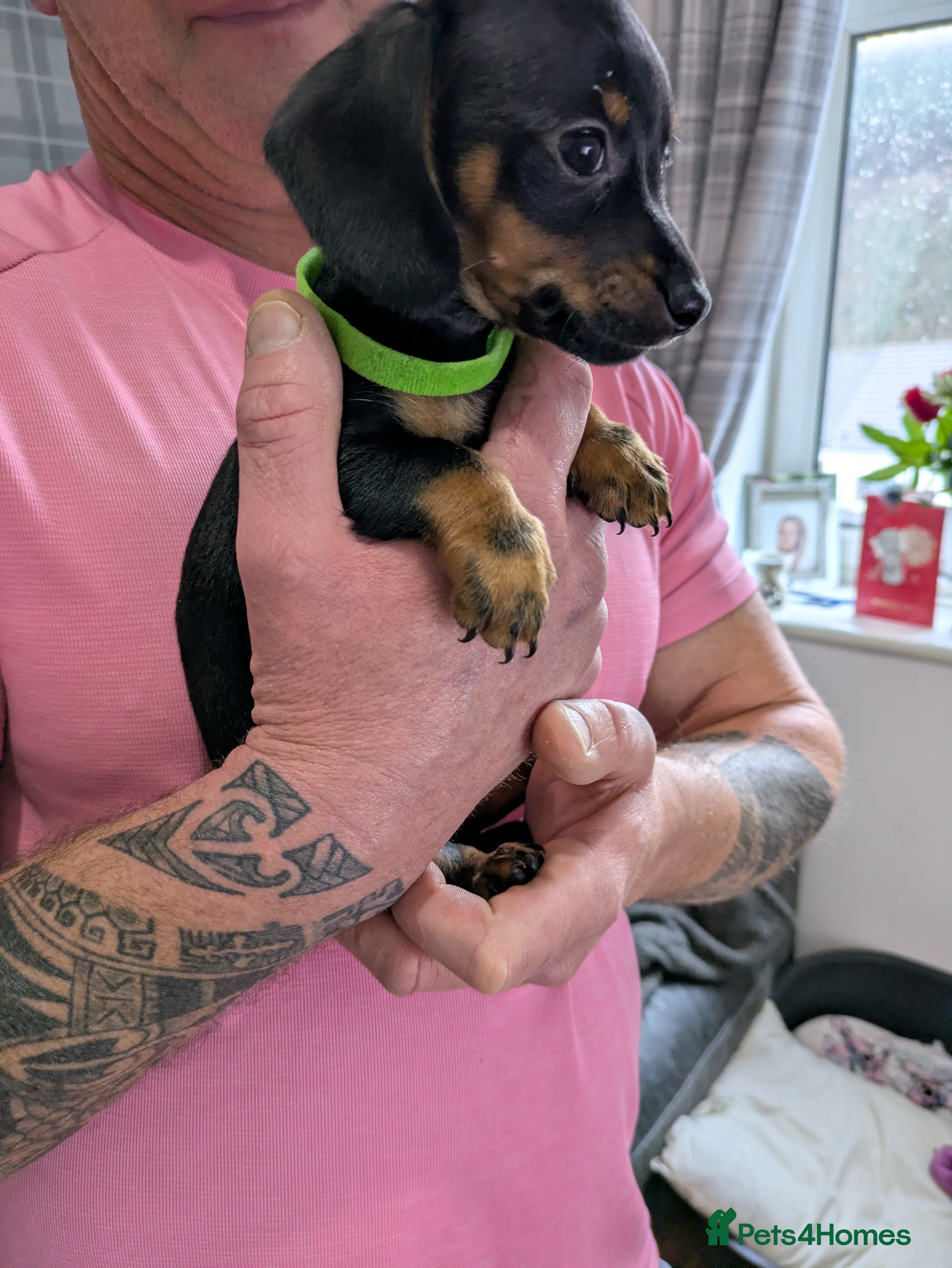 Chiweenie dogs Chiweenie puppy - Advert 1