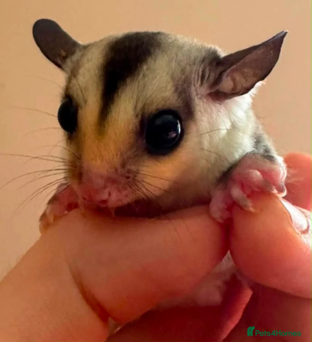 Sugar Glider rodents for sale: White face sugar glider Male 100% het leu - Advert 2