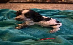 Cocker Spaniel dogs for sale: Georgous blue roan cocker spaniels - Image 25