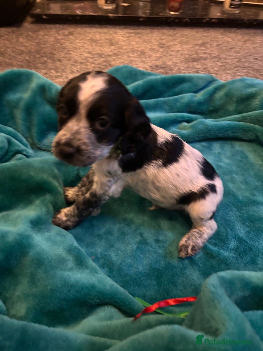 Cocker Spaniel dogs for sale: Georgous blue roan cocker spaniels - Image 25