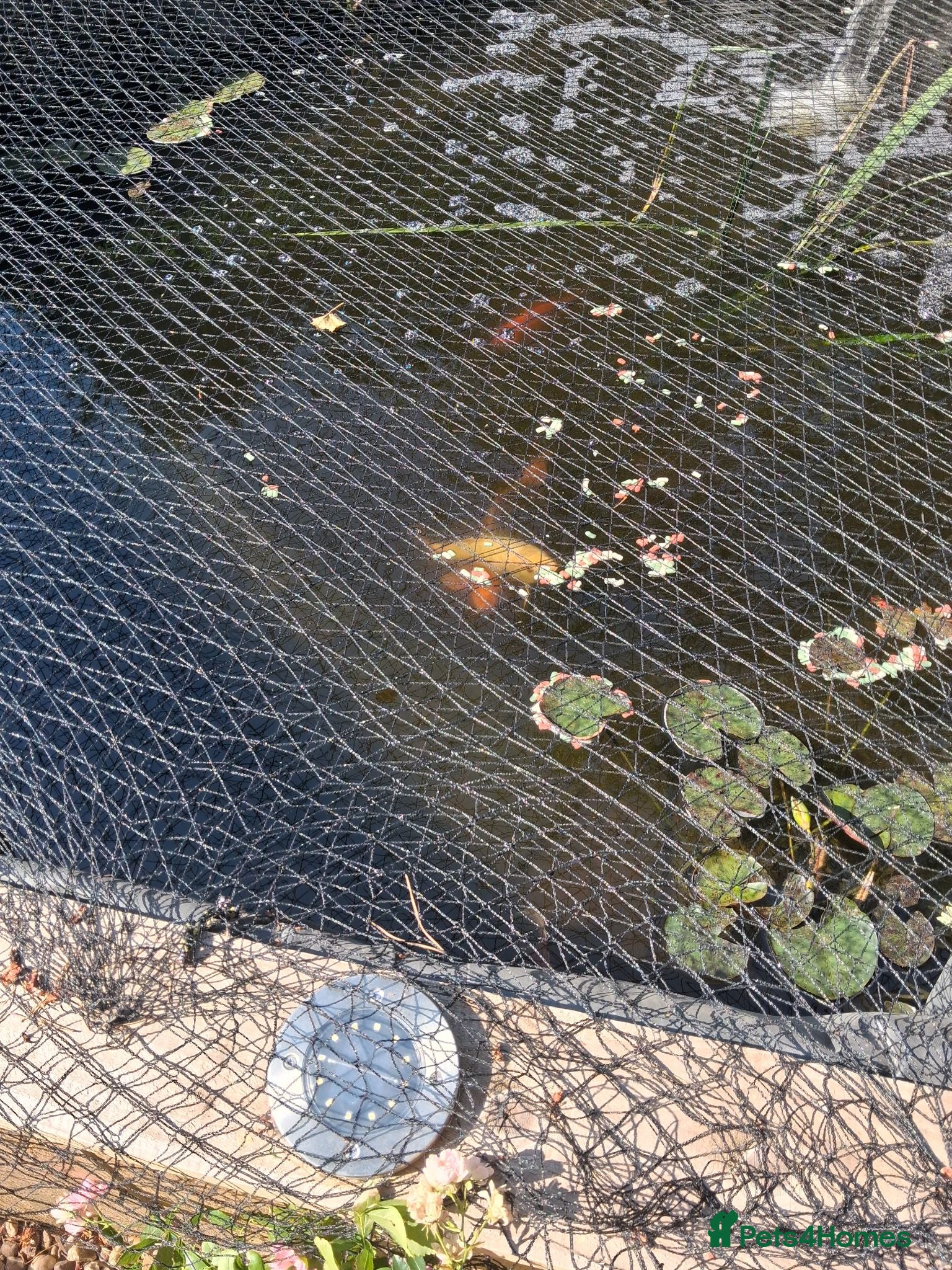 Koi Carp fish Various Outdoor Pond Fish - Advert 7
