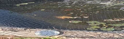 Koi Carp fish for sale: Various Outdoor Pond Fish in Slough - Advert 1
