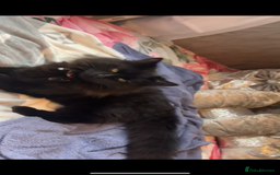 Mixed Breed cats for sale: Free Gus looking for a new home  - Image 1