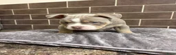 American Bully dogs for sale: POCKET BULLYS  in Orpington - Advert 19