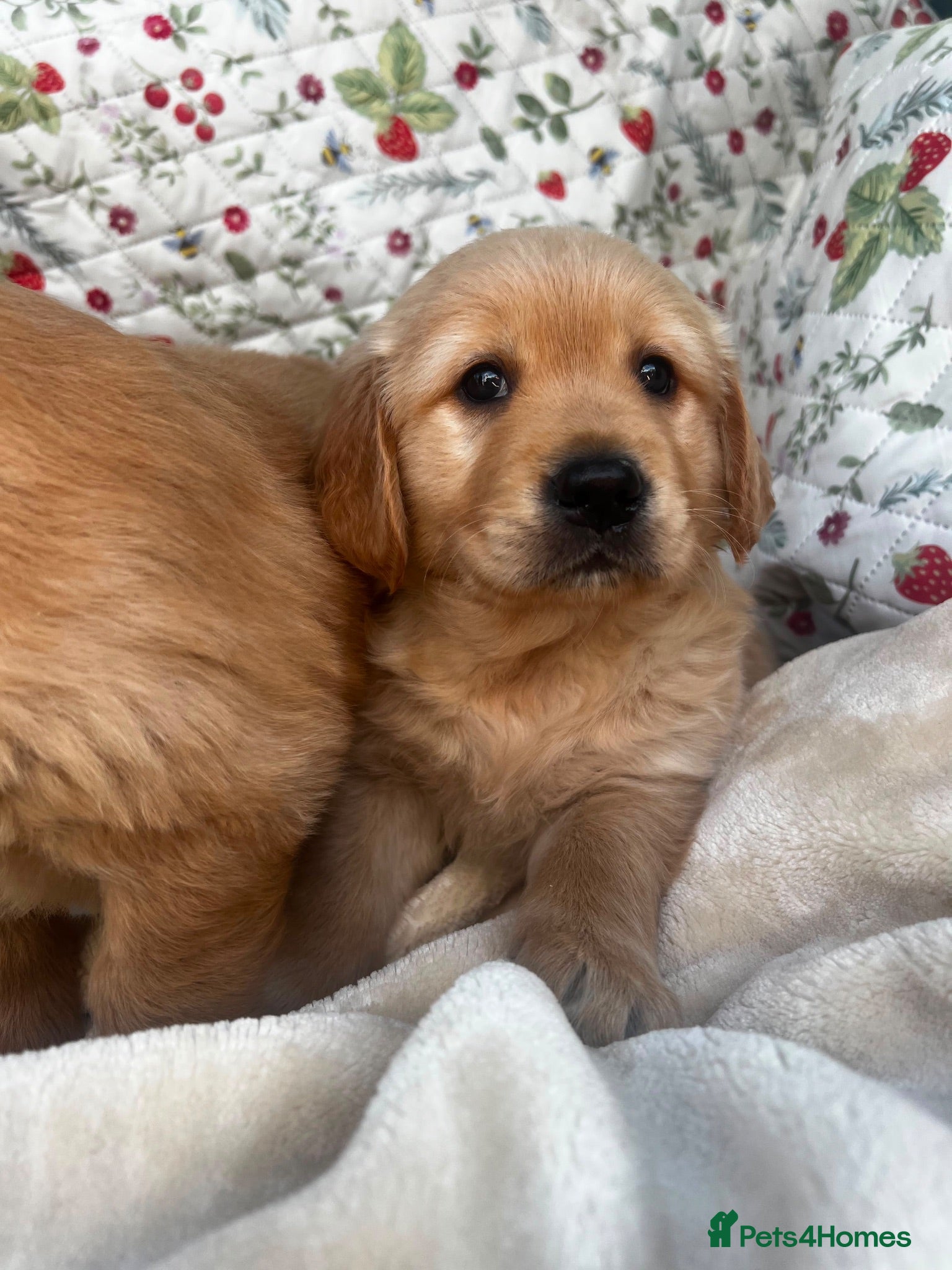 Golden Retriever dogs KC registered golden retriever for sale  - Advert 1