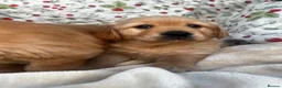 Golden Retriever dogs for sale: KC registered golden retriever for sale  - Advert 1