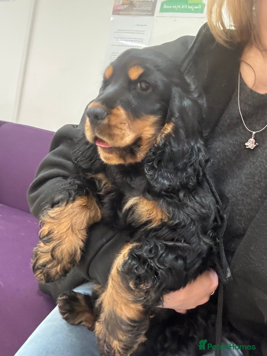 Cocker Spaniel dogs for sale: Sadly back available stunning show boy - Image 9