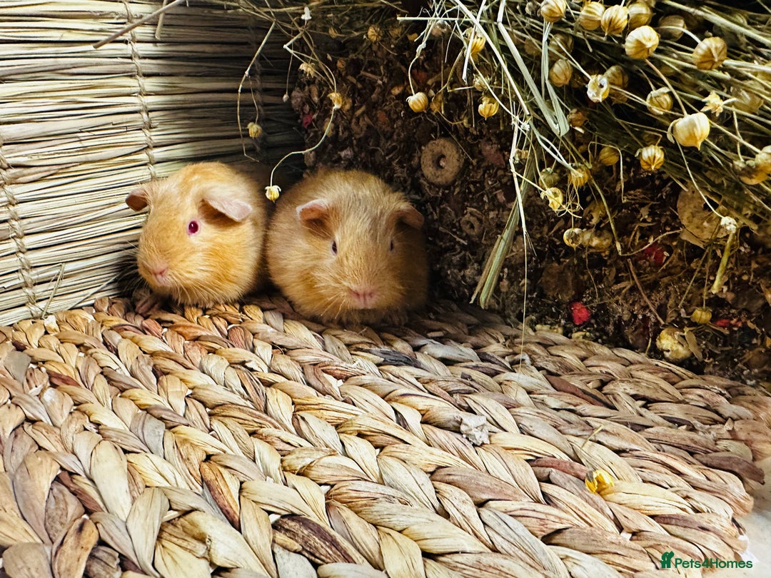 Guinea Pig rodents for sale: Friendly well handled baby guinea pigs  - Image 11