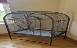 Parrots birds for sale: Billy the Alexandrine Parrot - Image 5