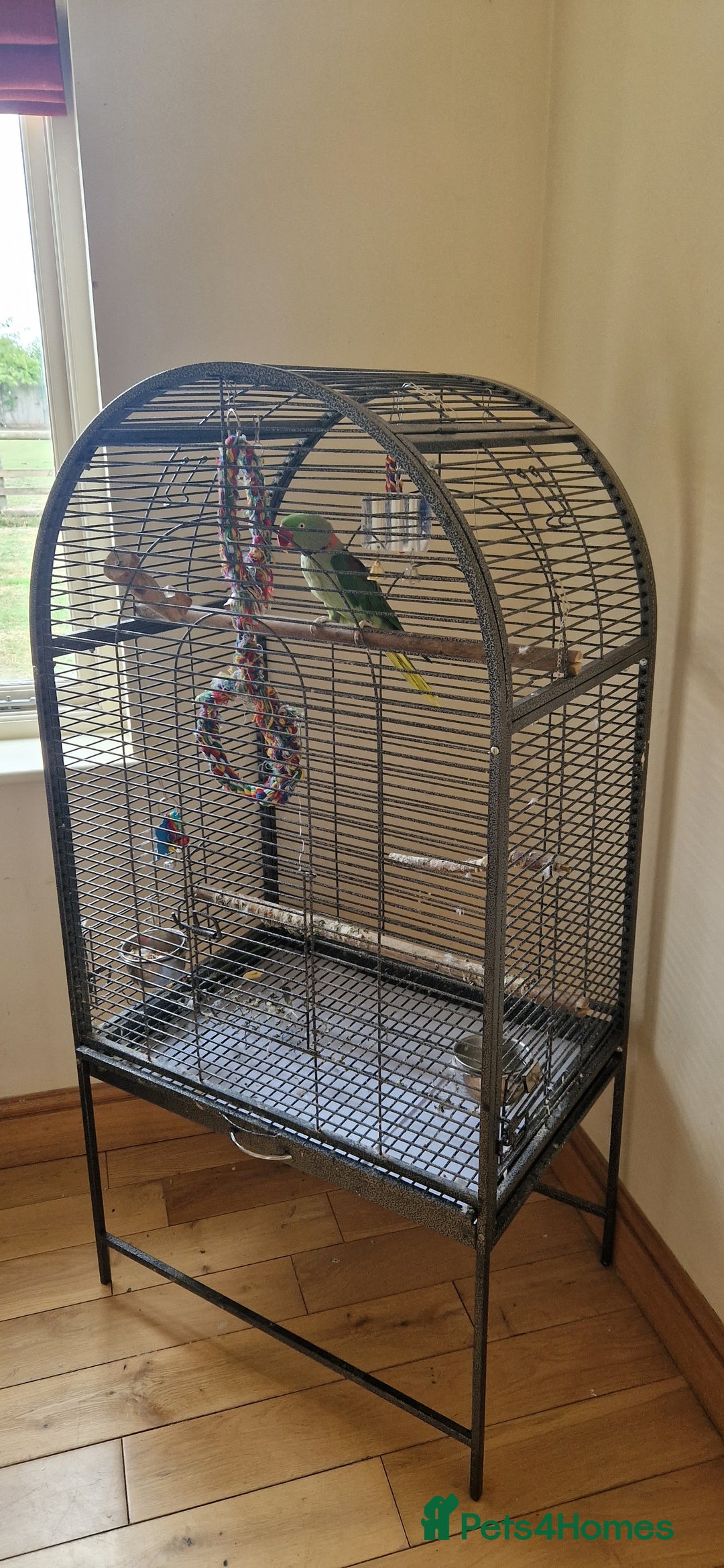 Parrots birds for sale: Billy the Alexandrine Parrot - Image 5