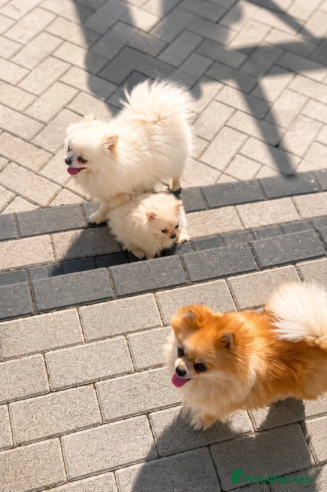 Pomeranian dogs for sale: Tiny White Pomeranian Girl – High Quality  in Derby - Advert 2