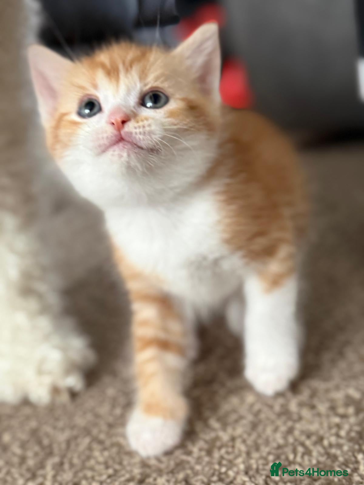 Mixed Breed cats Ginger with white kitten - Male - Advert 2