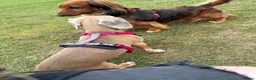 Miniature Dachshund dogs for sale: Miniature dashaund puppies  - Advert 7