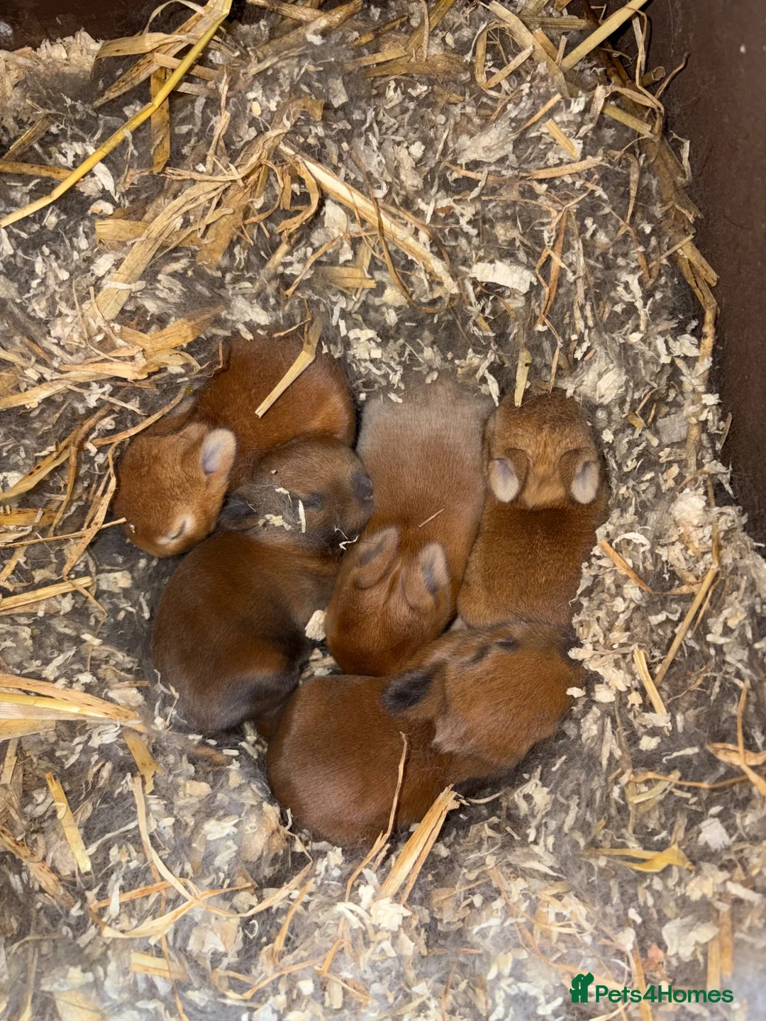Netherland Dwarf rabbits for sale: Netherland Dwarf Kits  - Advert 1