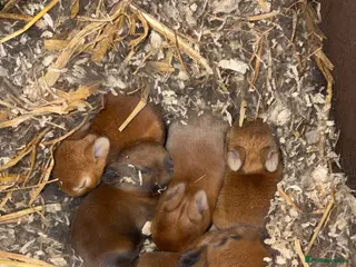 Netherland Dwarf rabbits for sale: Netherland Dwarf Kits - Advert 1
