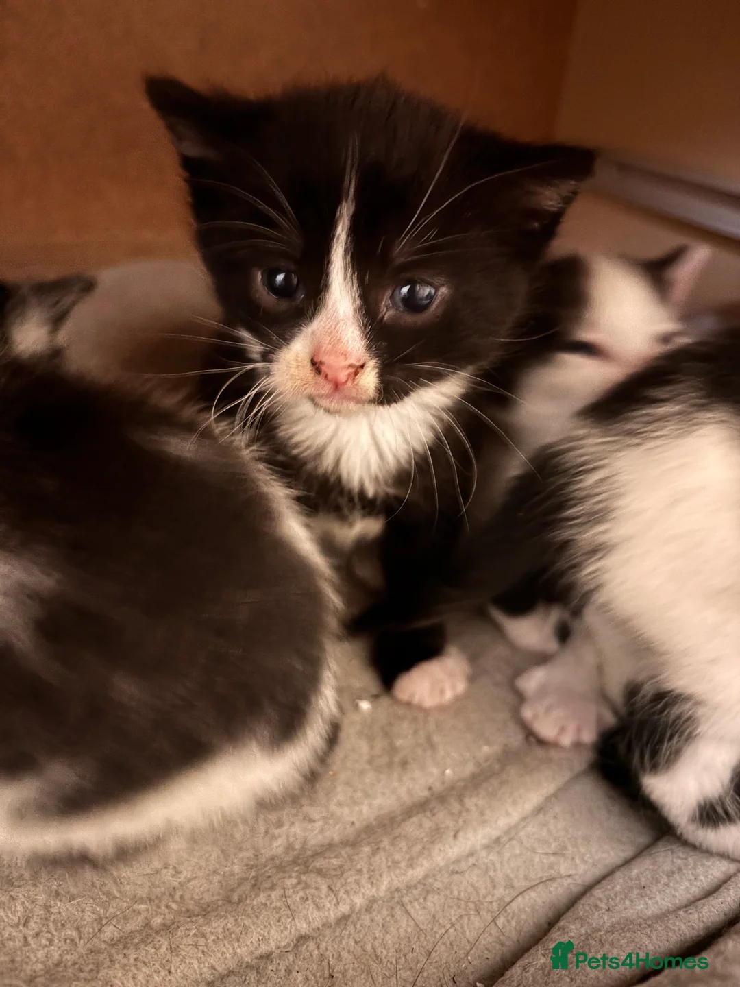 Mixed Breed cats for sale: Black & White mix kittens - Advert 5