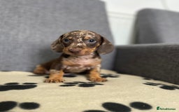 Dachshund dogs for sale: Miniature Dachshund puppies  - Image 4
