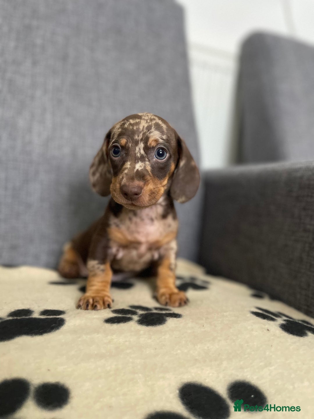 Dachshund dogs for sale: Miniature Dachshund puppies  - Image 4