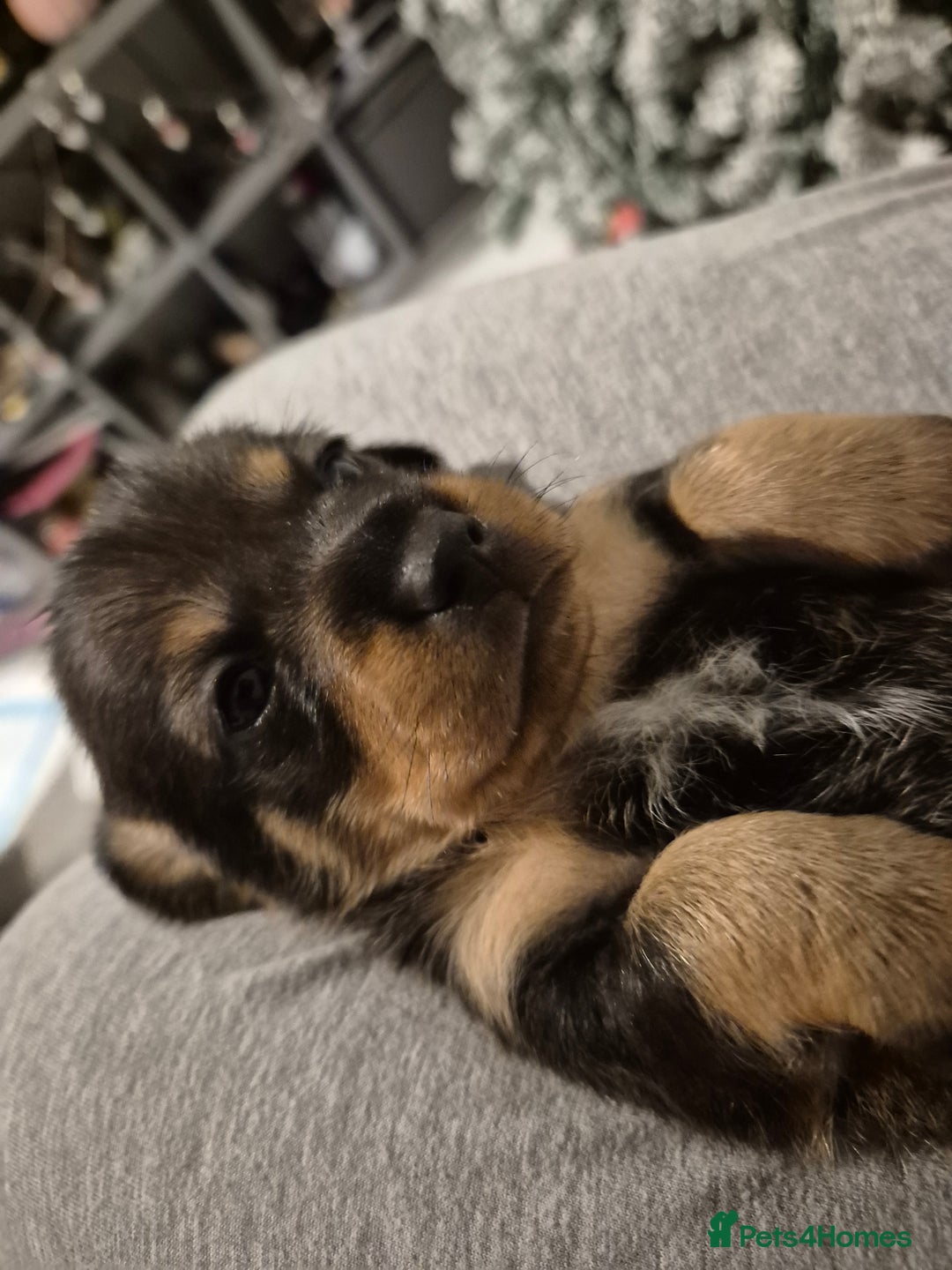 Mixed Breed dogs for sale: 1 boy available  - Advert 4