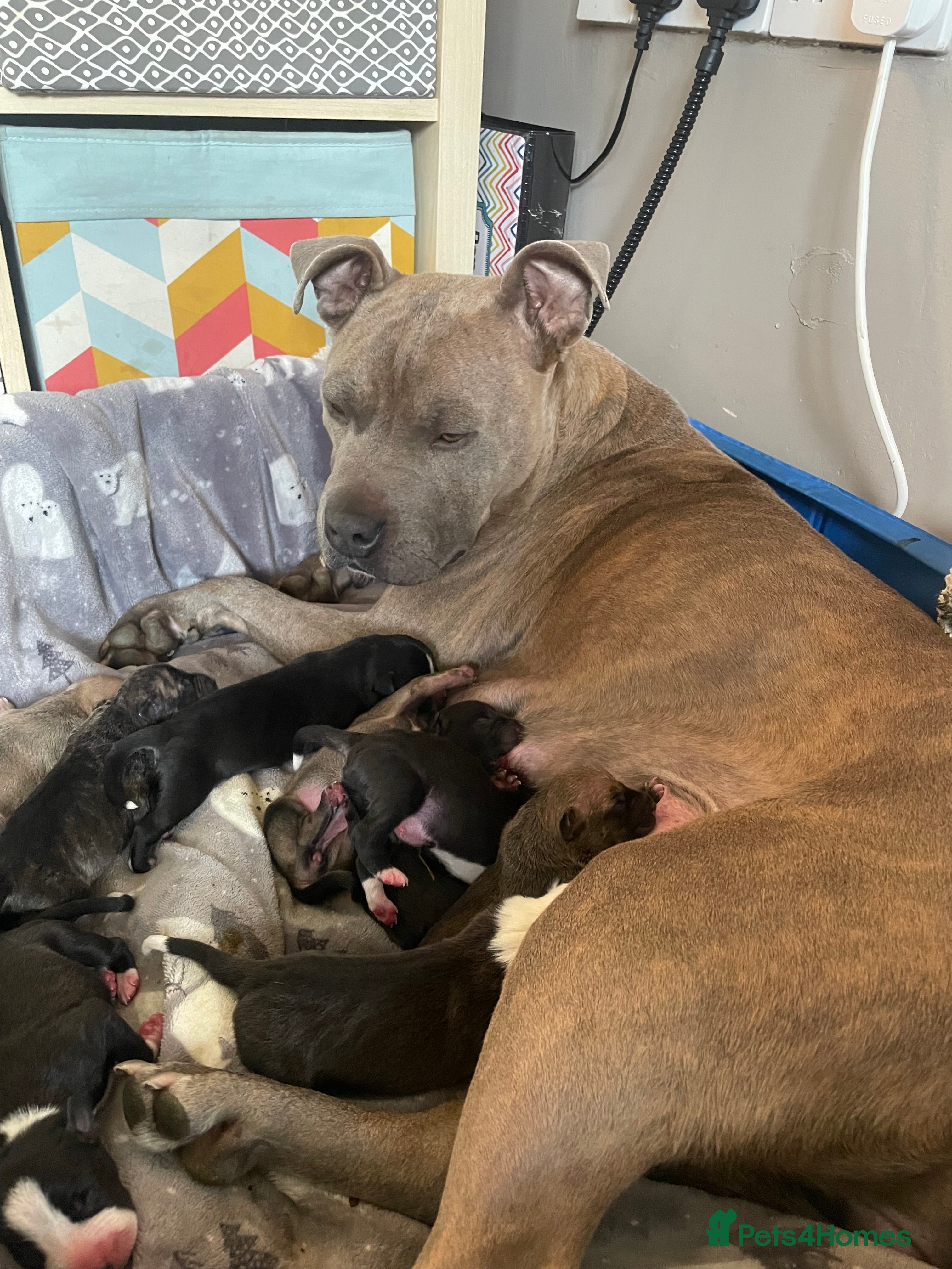 Mixed Breed dogs Beautiful Staffy x Collie Pups, 4 male 5 girls - Advert 1