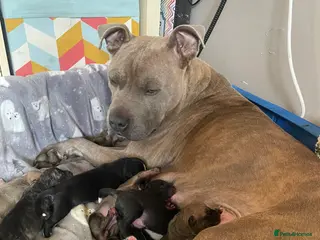 Mixed Breed dogs Beautiful Staffy x Collie Pups, 4 male 5 girls - Advert 1