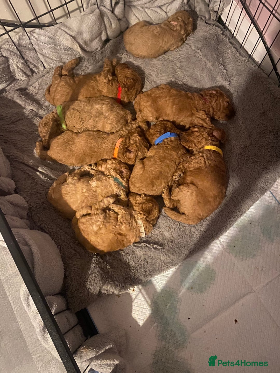 Cavapoo dogs for sale: Cavapoo puppy’s  - Image 1