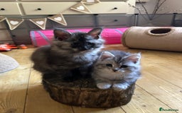 Maine Coon cats for sale: 🐾 Proven TICA  Maine Coon Queen – Black Smoke 🐾 - Image 19