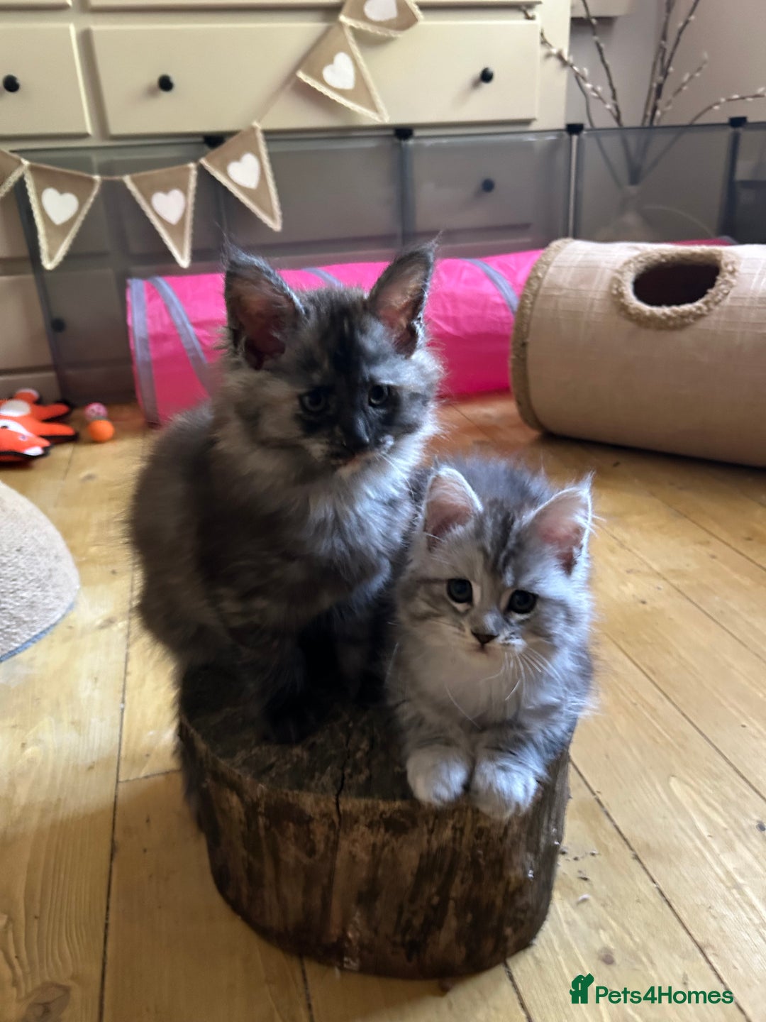 Maine Coon cats for sale: 🐾 Proven TICA  Maine Coon Queen – Black Smoke 🐾 - Image 19