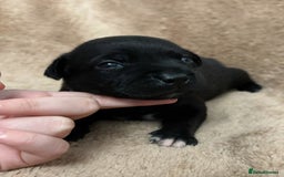 Staffordshire Bull Terrier dogs for sale: KC Staffordshire Bull Terrier Puppies 🖤 - Image 19