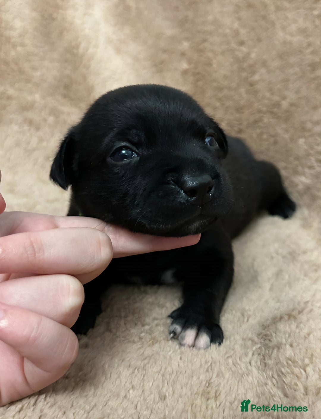 Staffordshire Bull Terrier dogs for sale: KC Staffordshire Bull Terrier Puppies 🖤 - Image 19