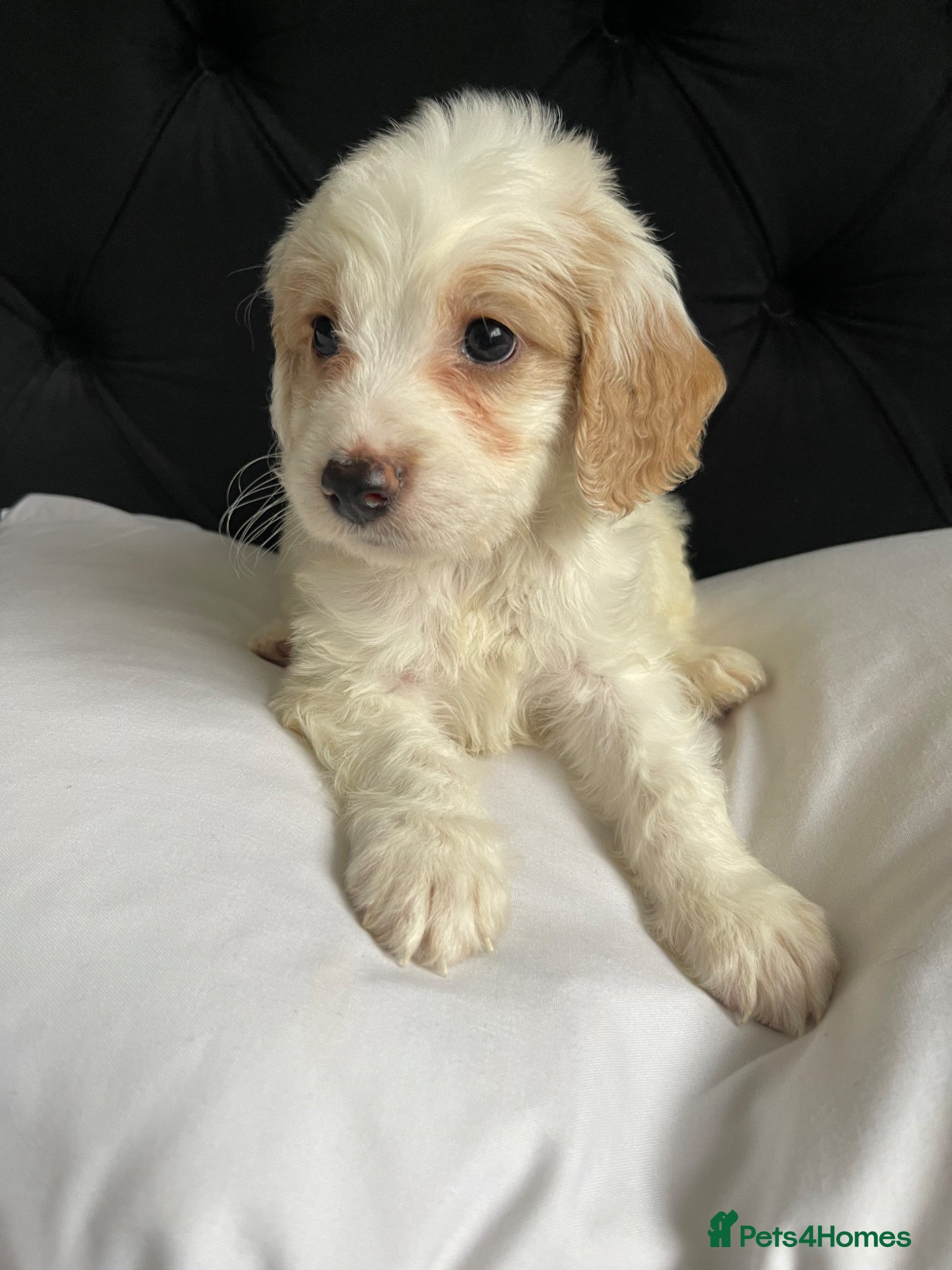 Cockapoo dogs Cockapoo puppies  - Advert 6