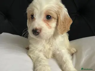 Cockapoo dogs Cockapoo puppies - Advert 6