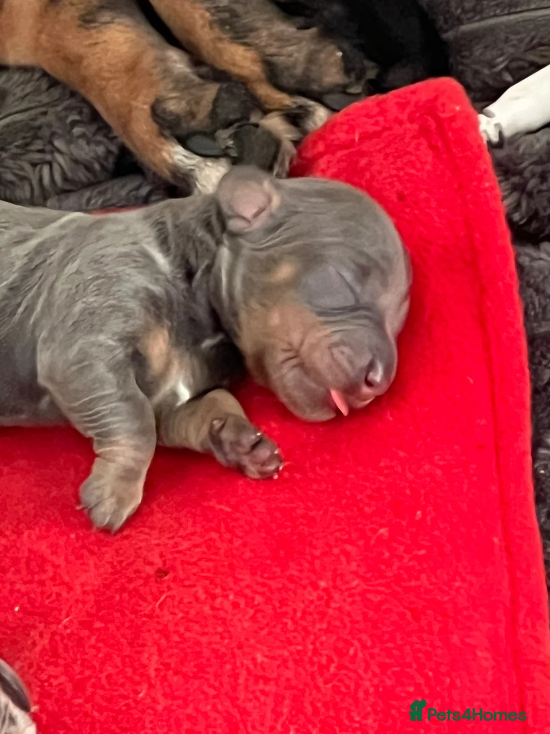 Miniature Dachshund dogs for sale: Gorgeous miniature dachshund puppys - Advert 19