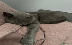 British Shorthair cats for stud: British shorthair blue  in Lewes - Image 2