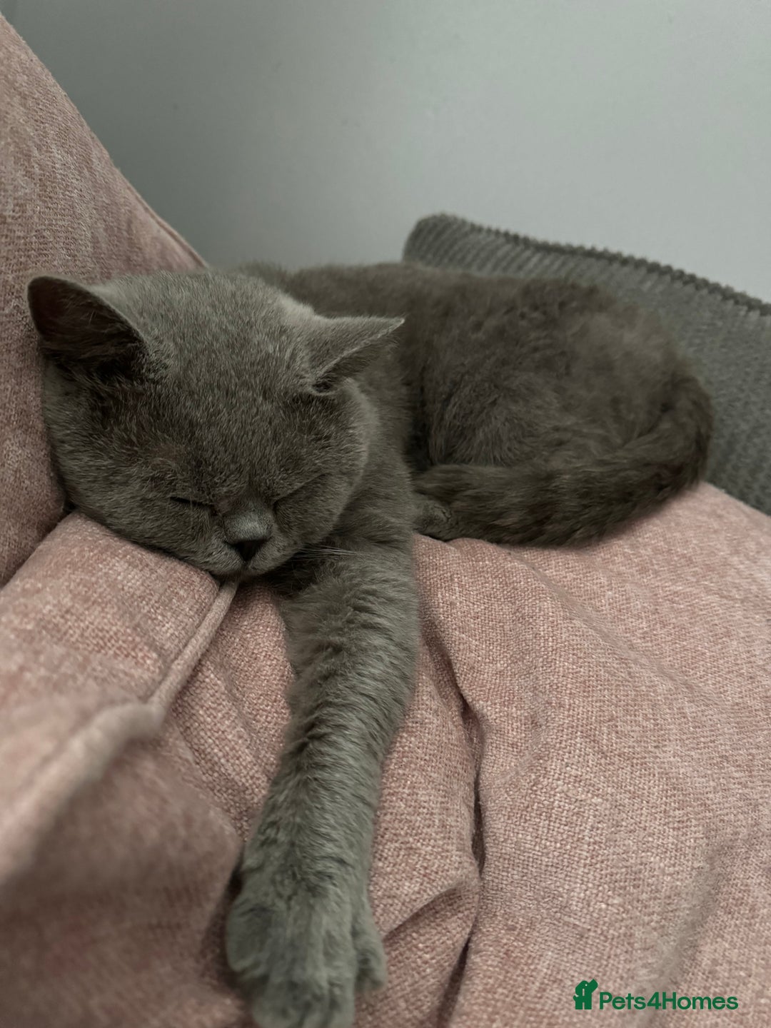 British Shorthair cats for stud: British shorthair blue  in Lewes - Image 2