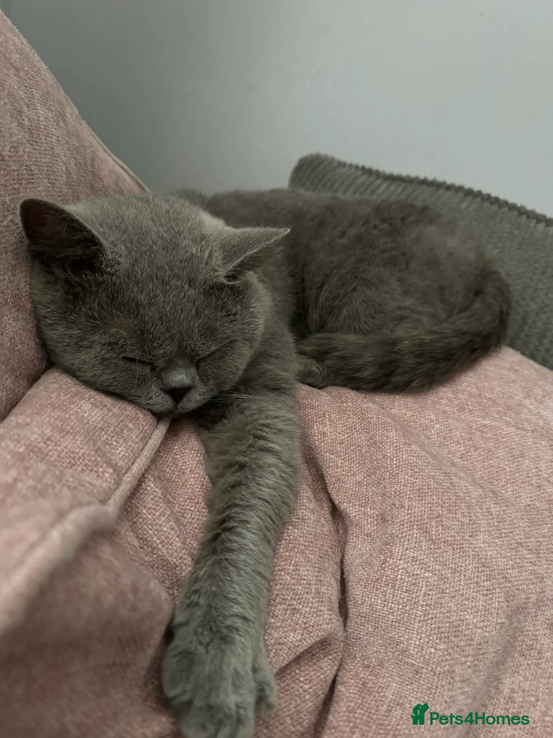 British Shorthair cats for stud: British shorthair blue  in Lewes - Advert 2