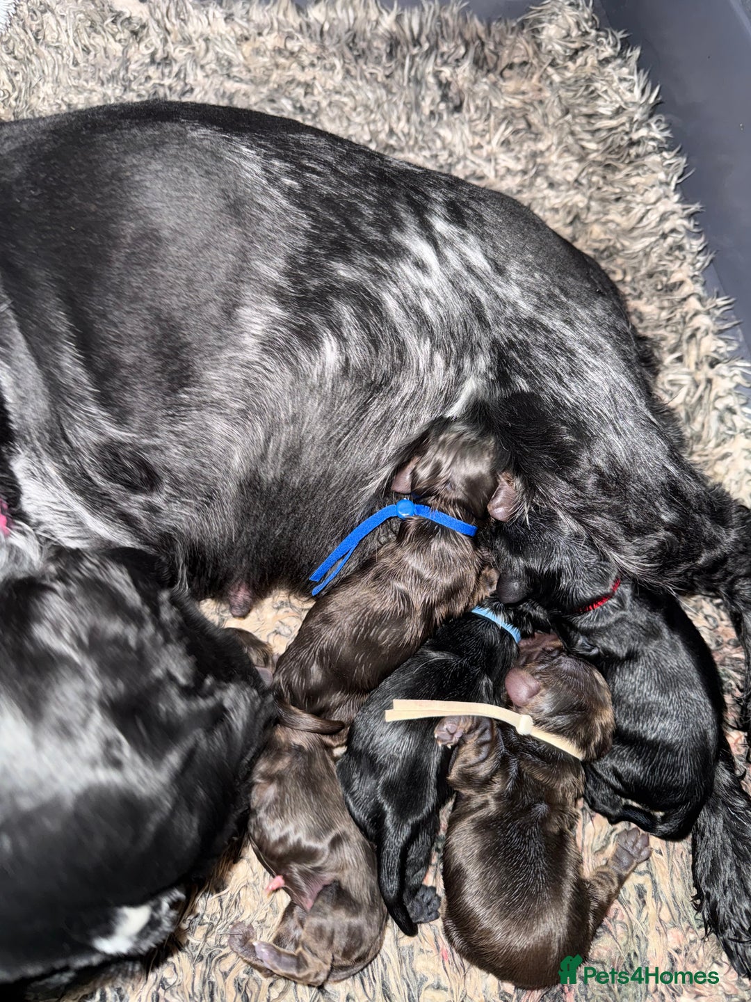 Cocker Spaniel dogs for sale: Show type cocker spaniel pups  - Advert 2